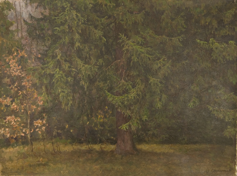 Fir Tree in the Forest by Olga G. Svetlechnaya